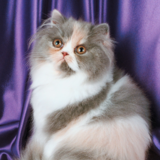 Preço do gato Persa: veja valor, onde comprar e custos
