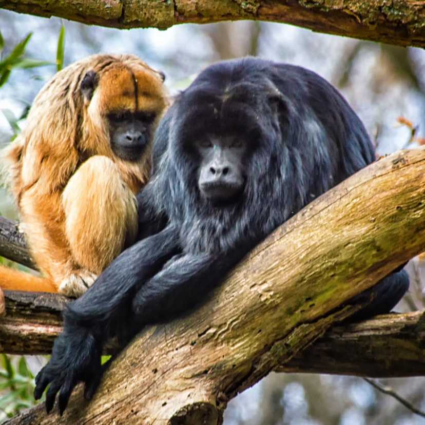 Evolução dos primatas: conheça origem, história e muito mais