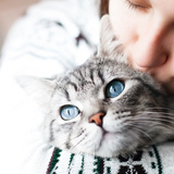 Gatos sentem energia das pessoas? Confira fatos curiosos