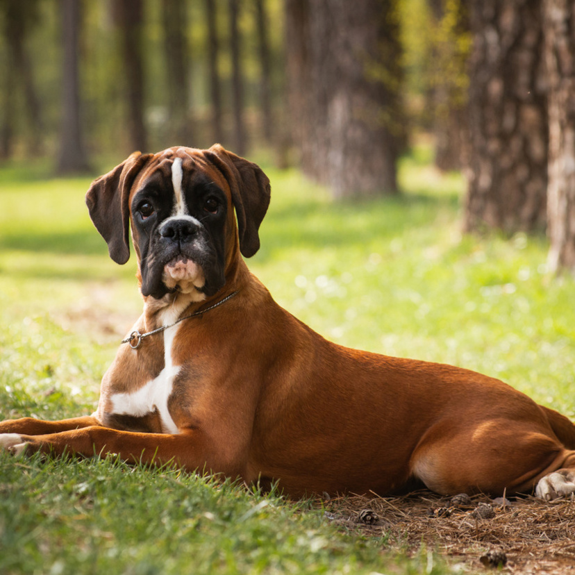 Preço do cachorro boxer: veja valor, onde comprar e custos!