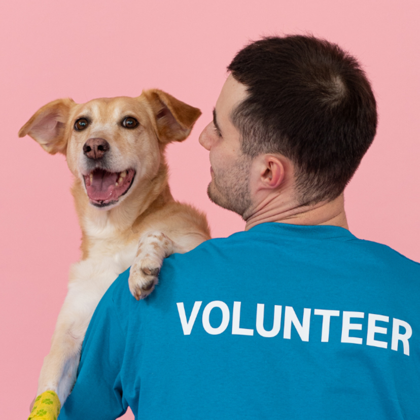 Trabalho voluntário com animais: o que é, onde e como atuar