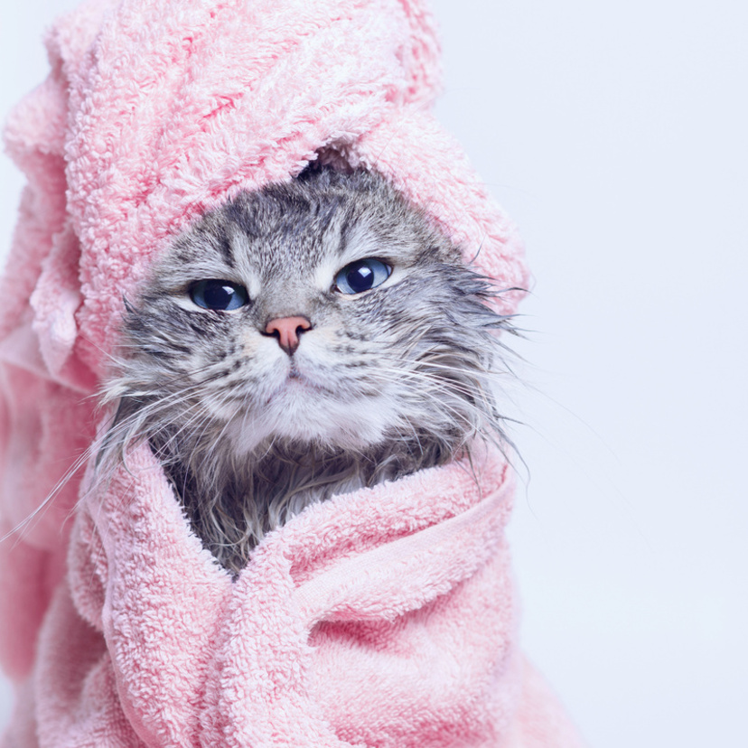 Pode dar banho em gato: quantos meses, filhote, dicas e mais!