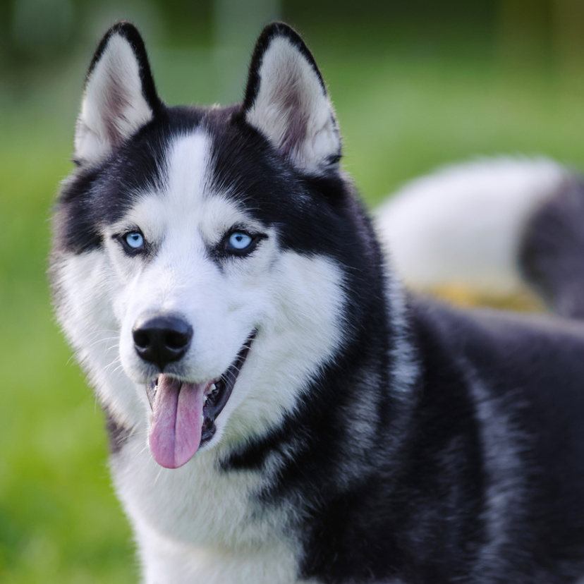Cachorro Husky Siberiano: personalidade, preço e muito mais
