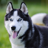Cachorro Husky Siberiano: personalidade, preço e muito mais