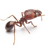 Tipos de formigas: conheça espécies domésticas e venenosas