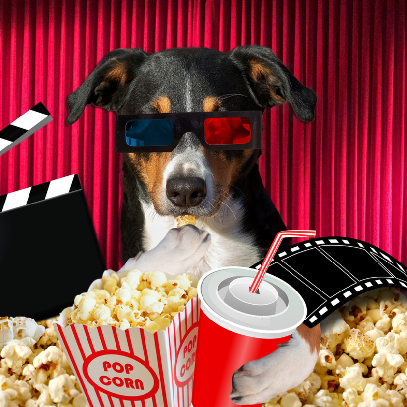 Filme de cachorro: comédia, drama, animação e muito mais