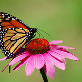Tudo sobre borboletas: características, curiosidades e mais!
