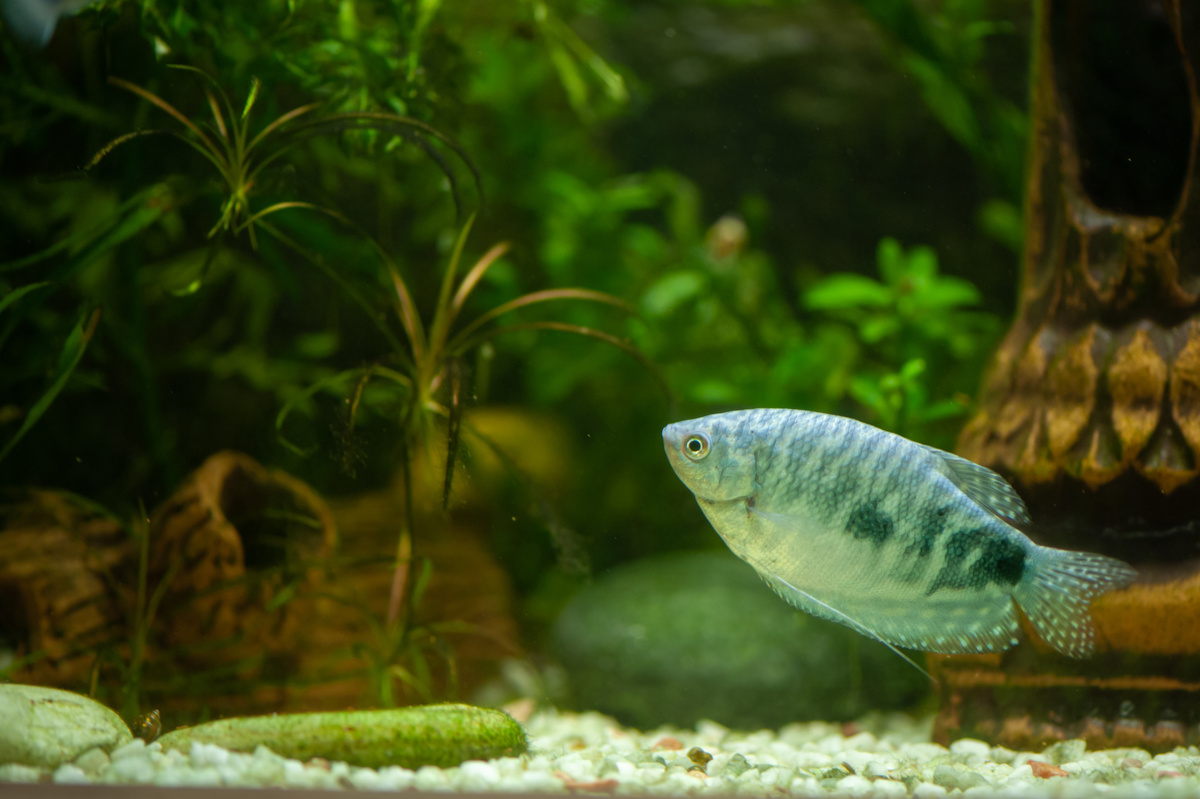 Peixe Tricogaster em aquário