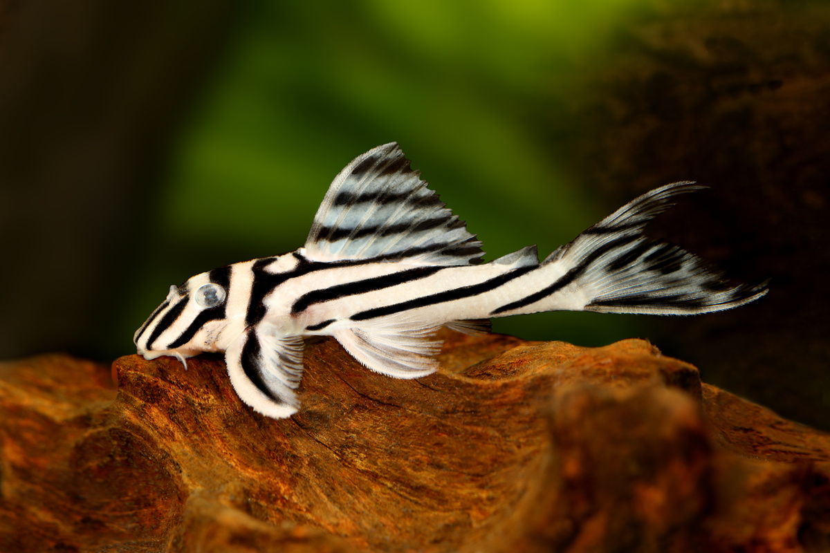 Peixe cascudo zebra em aquário