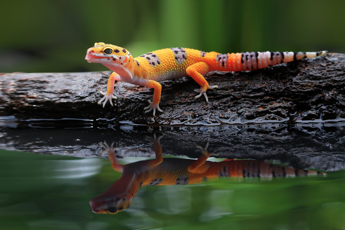Gecko leopardo próximo à água