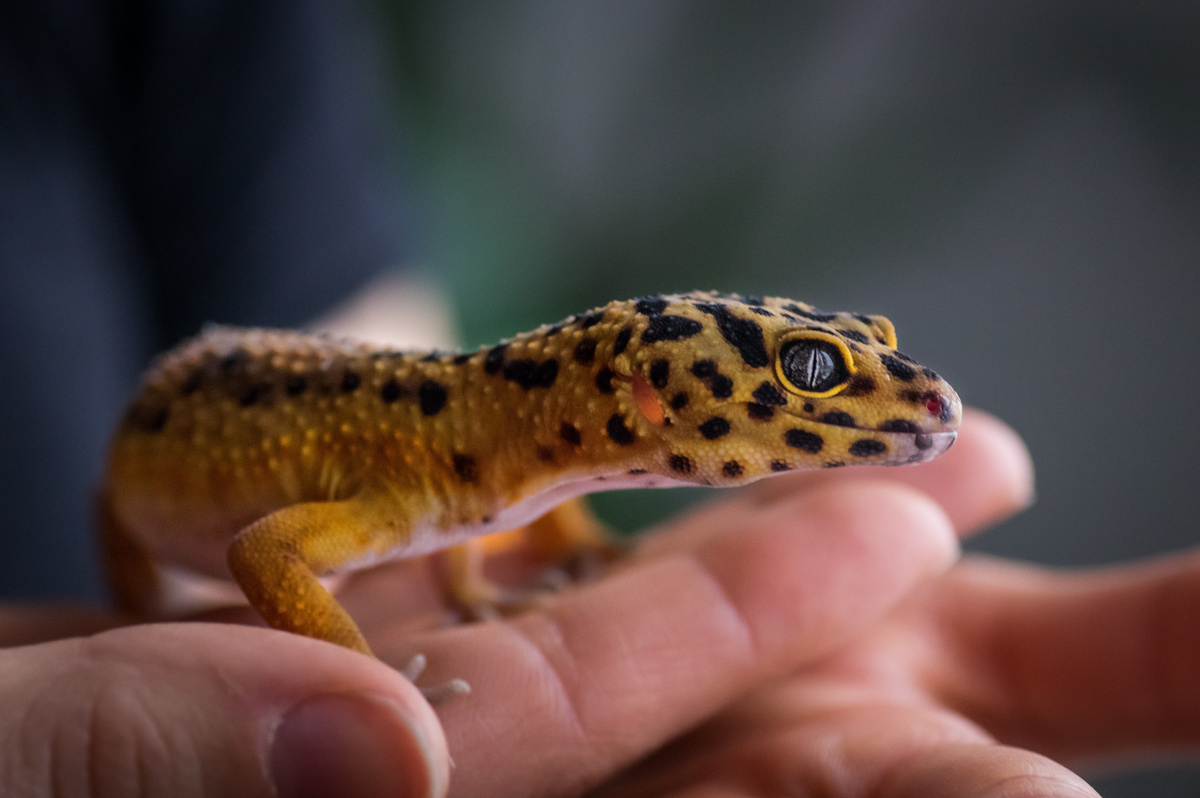 Gecko leopardo sobre uma mão