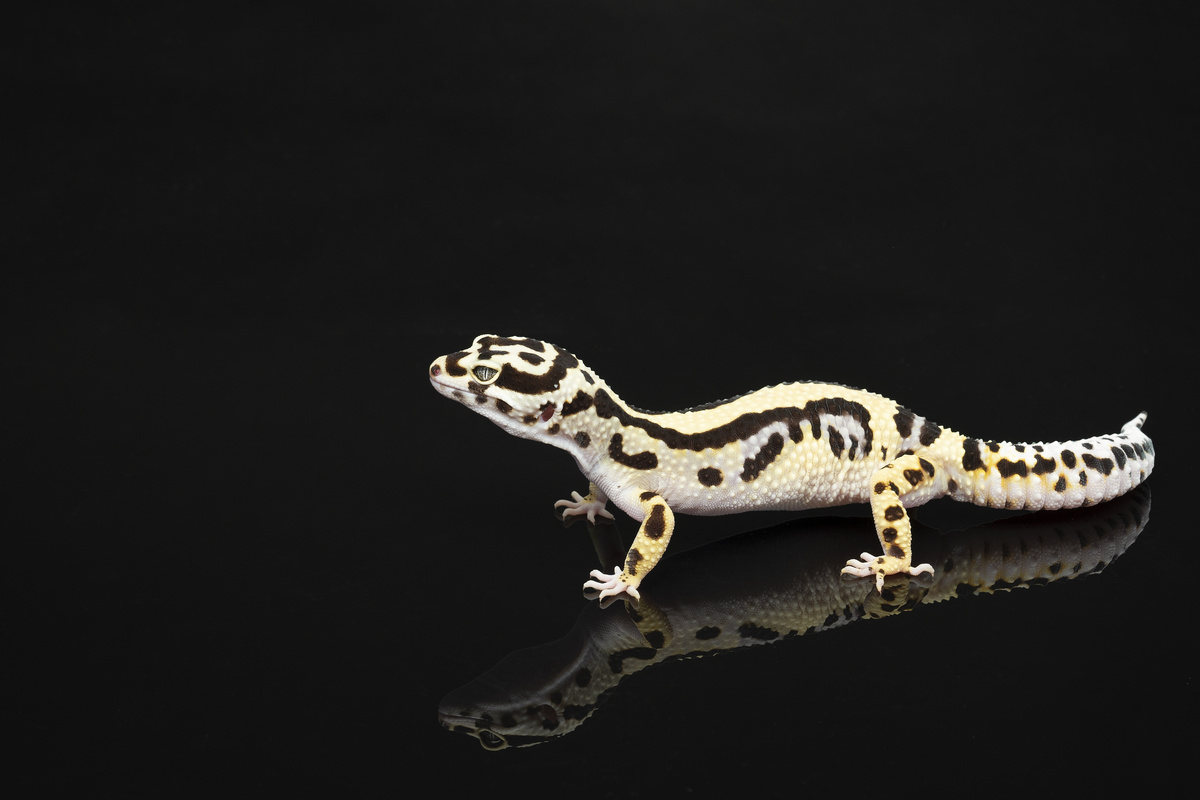 Gecko leopardo em um fundo preto