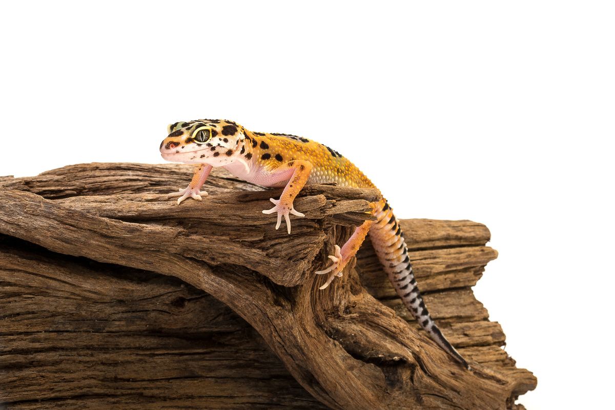 Gecko leopardo sobre um tronco
