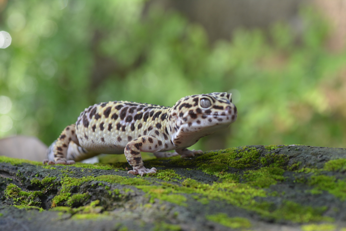 Gecko leopardo sobre pedra com musgo