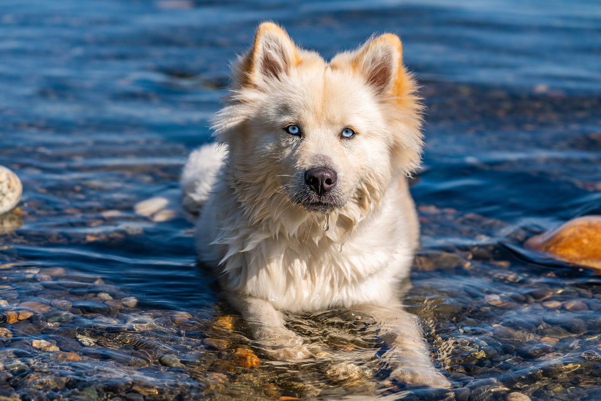 Cachorro Pomsky na água de riacho