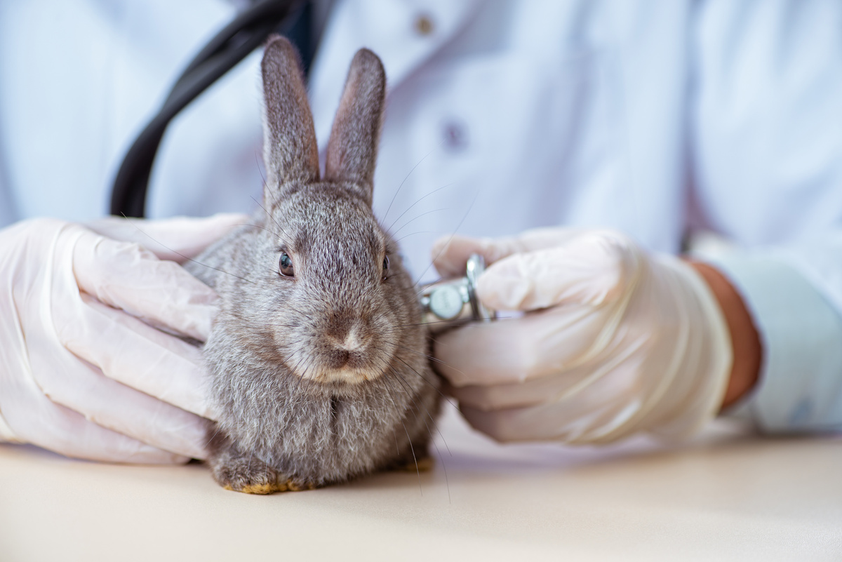 Veterinário examinando um coelho
