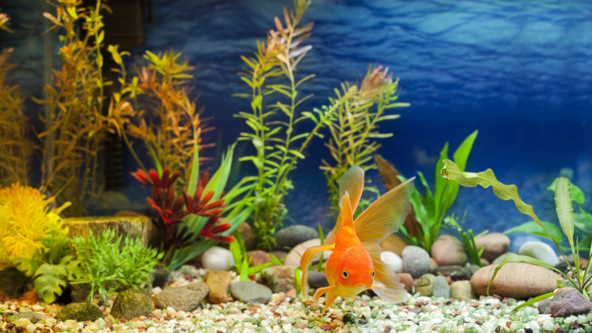 Peixe Kingio em um aquário