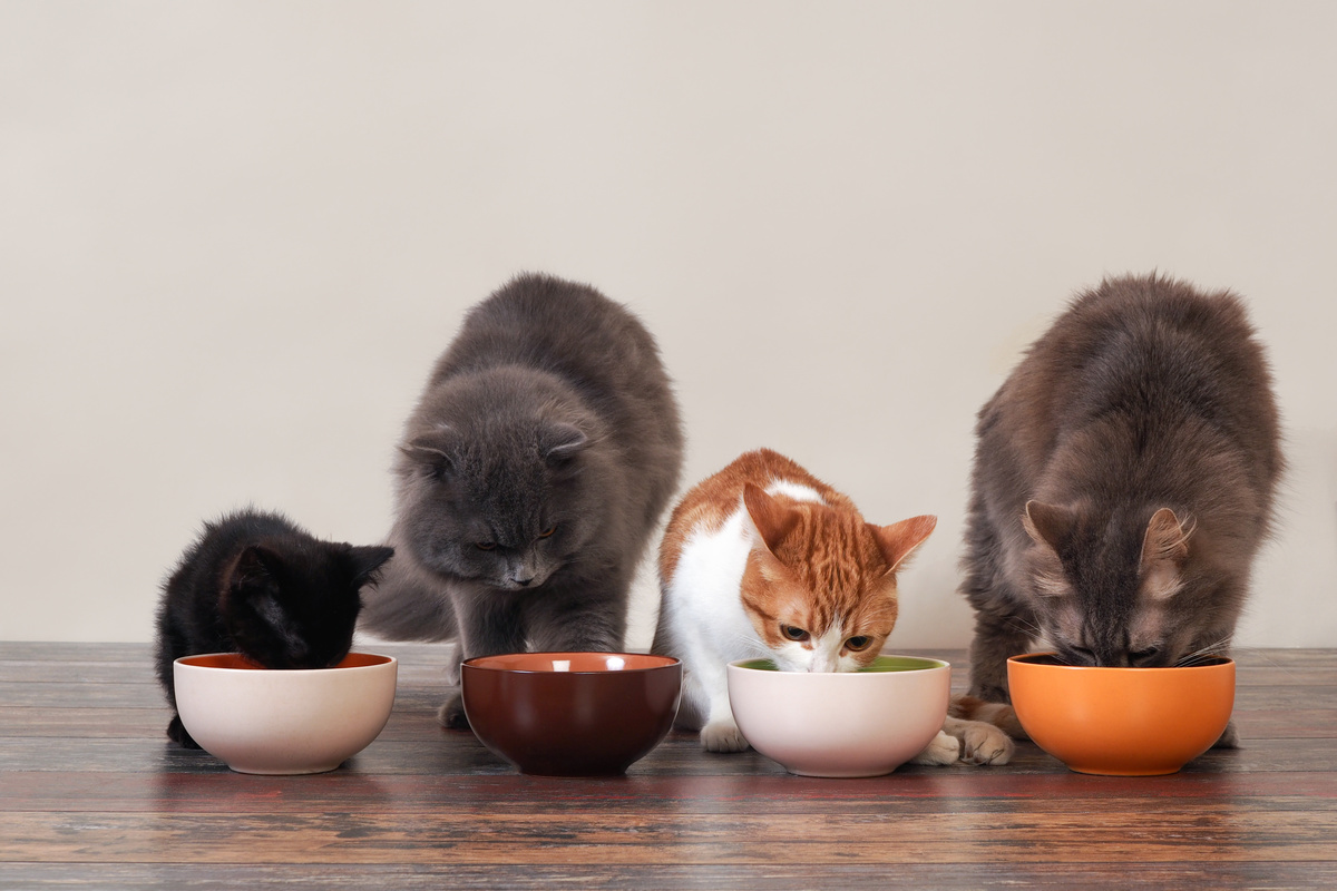 Quatro gato de raças diferentes comendo ração