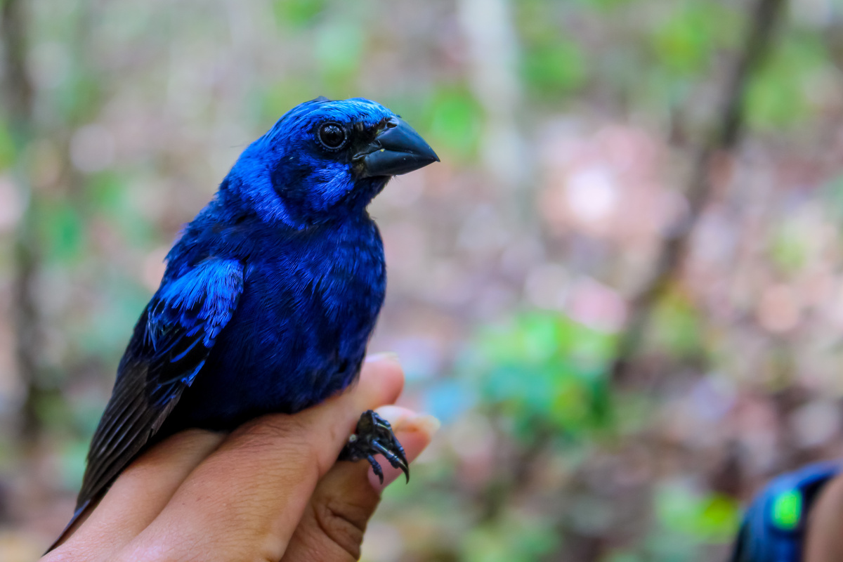 Pássaro azulão pousado em mão humana