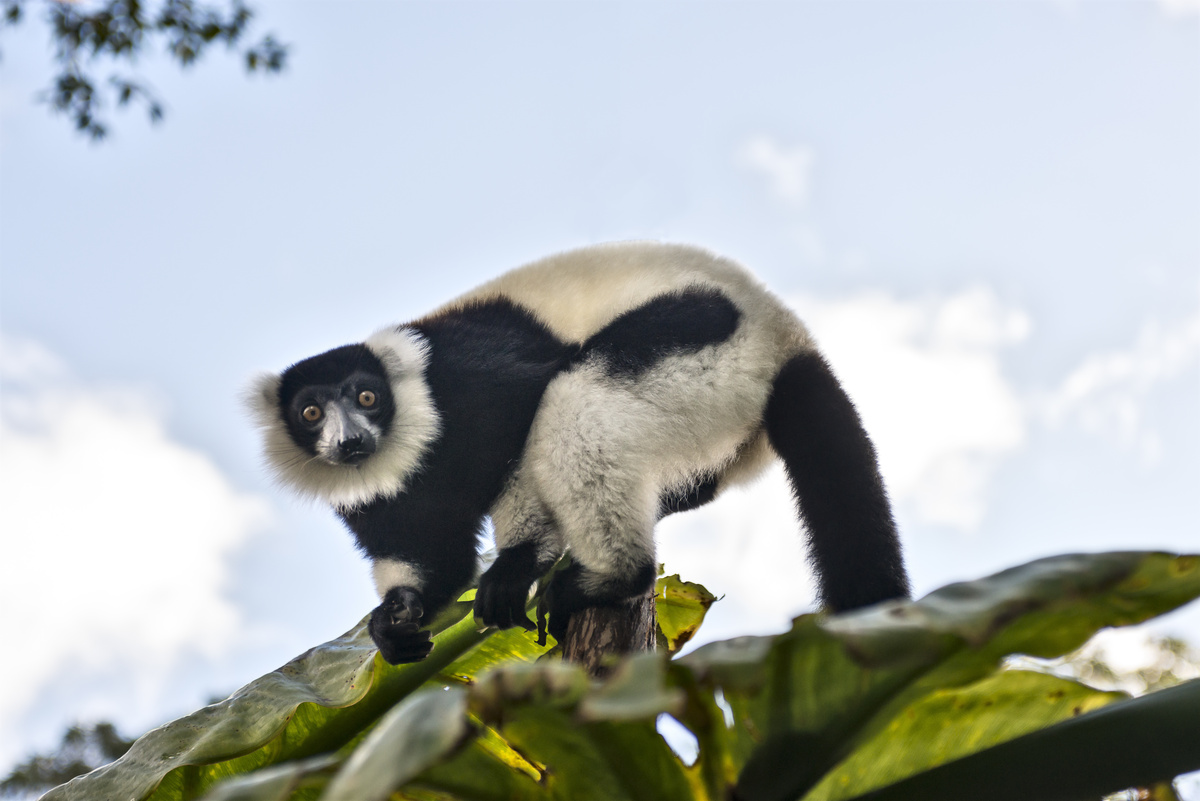 Macaco Indri