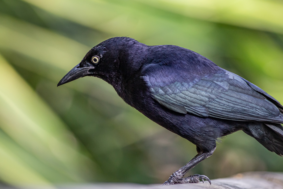 Pássaro negro Iraúna-do-norte