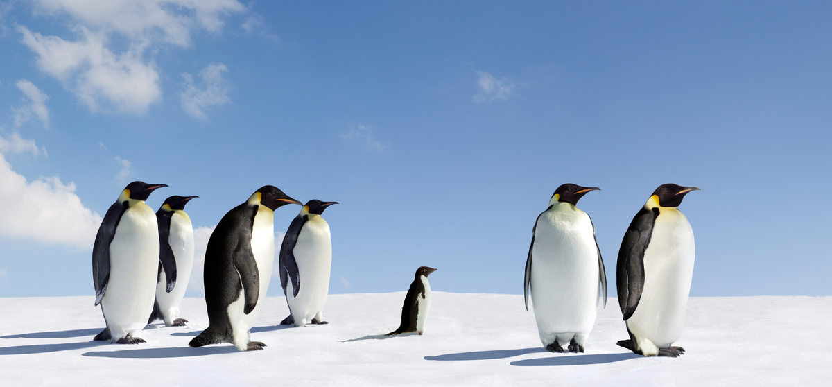 Diversos pinguins caminhando sobre a neve