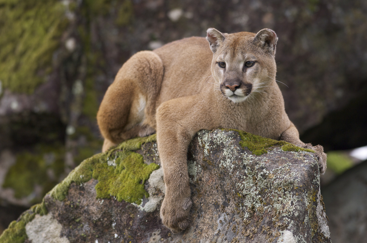 Puma sobre uma rocha