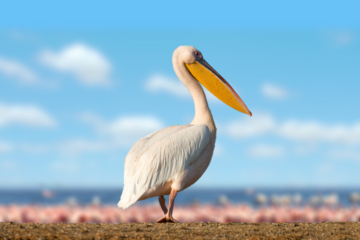 Pelicano caminhando