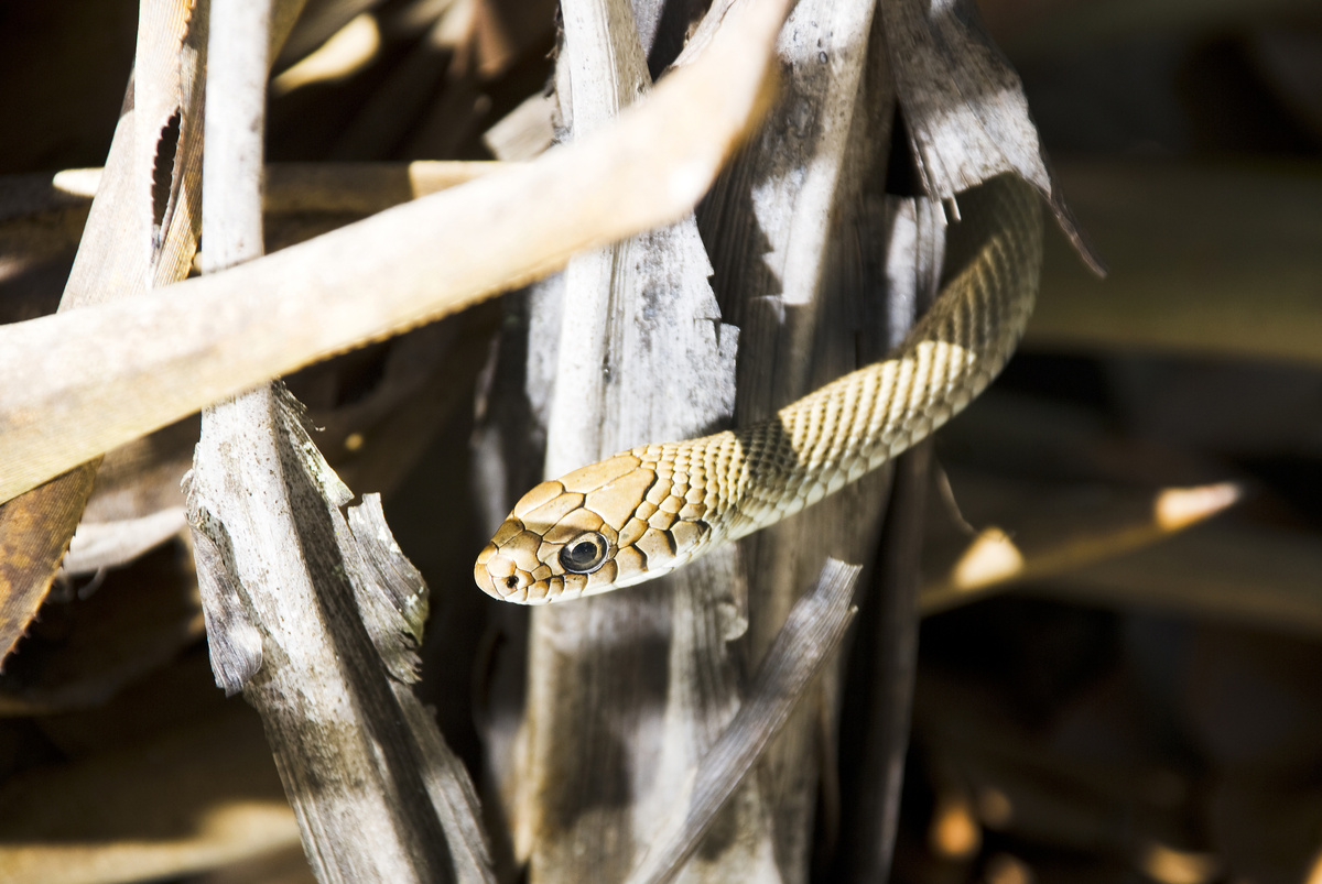 Cobra papa-ovo enrolada em um galho
