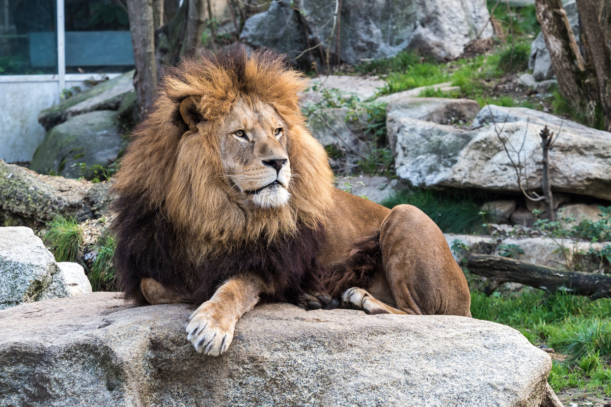 Panthera leo ou leão