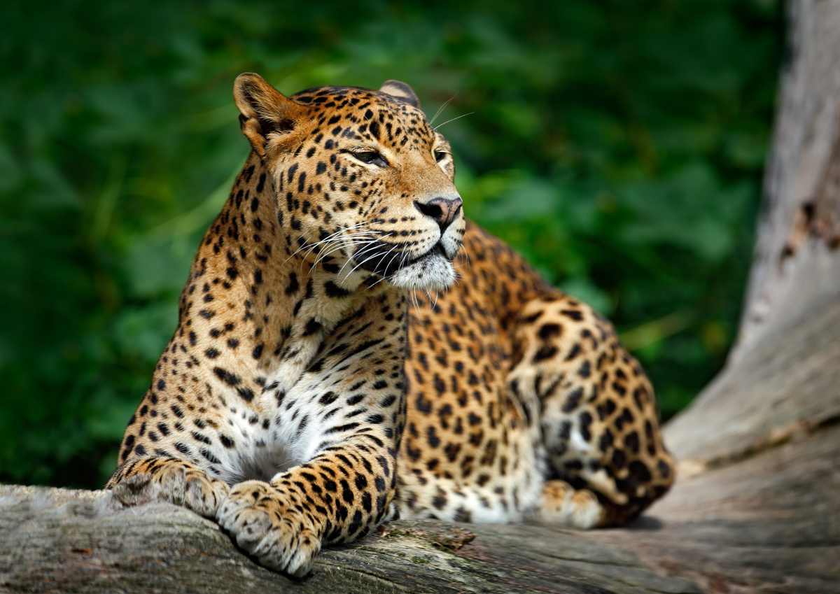 Panthera pardus ou leopardo