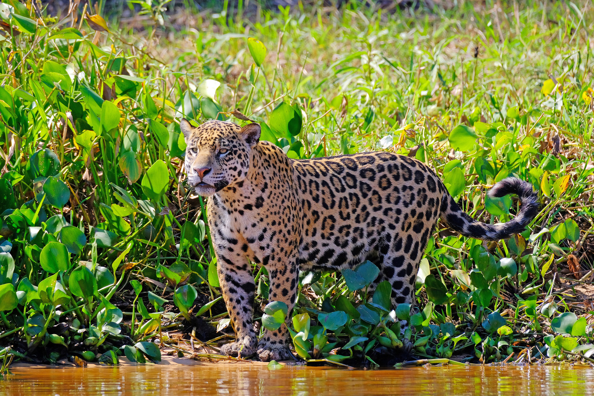 Panthera onca ou onça pintada