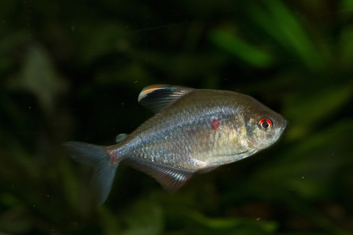 Peixe Piracanjuba