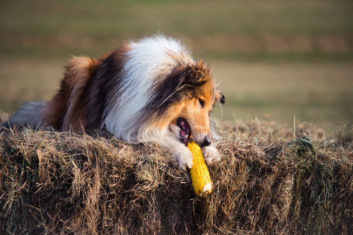 Cachorro pode comer milho
