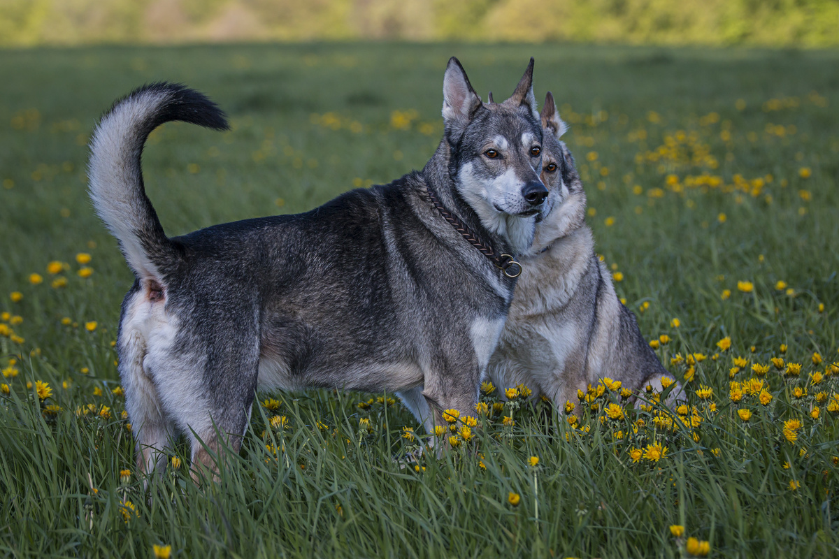 Dois Wolfdogs em um campo com flores