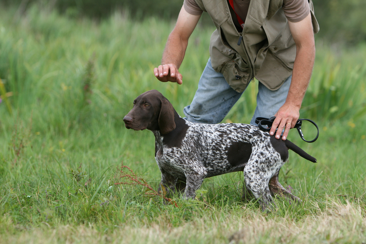 Cachorro sendo adestrado no campo