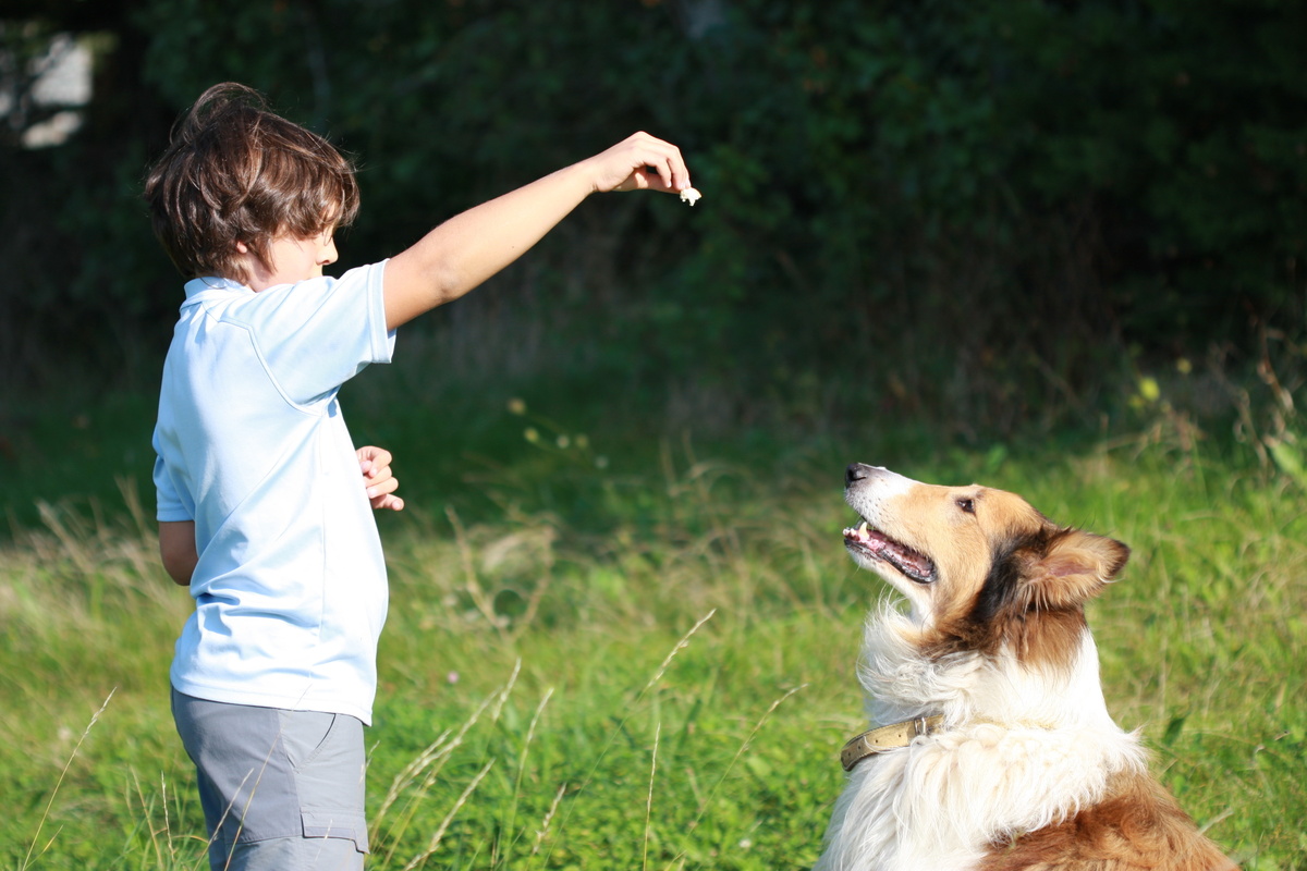 Criança ensinando algo a seu cachorro