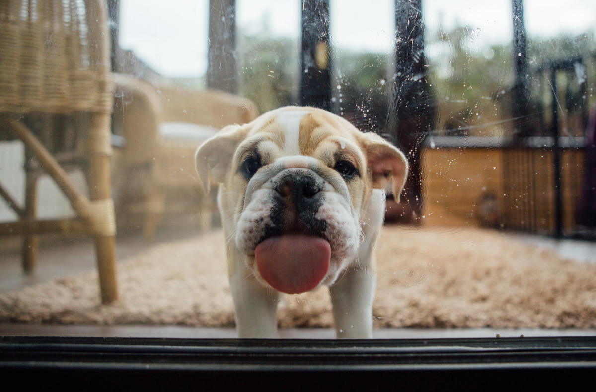 Cachorro lambendo porta de vidro