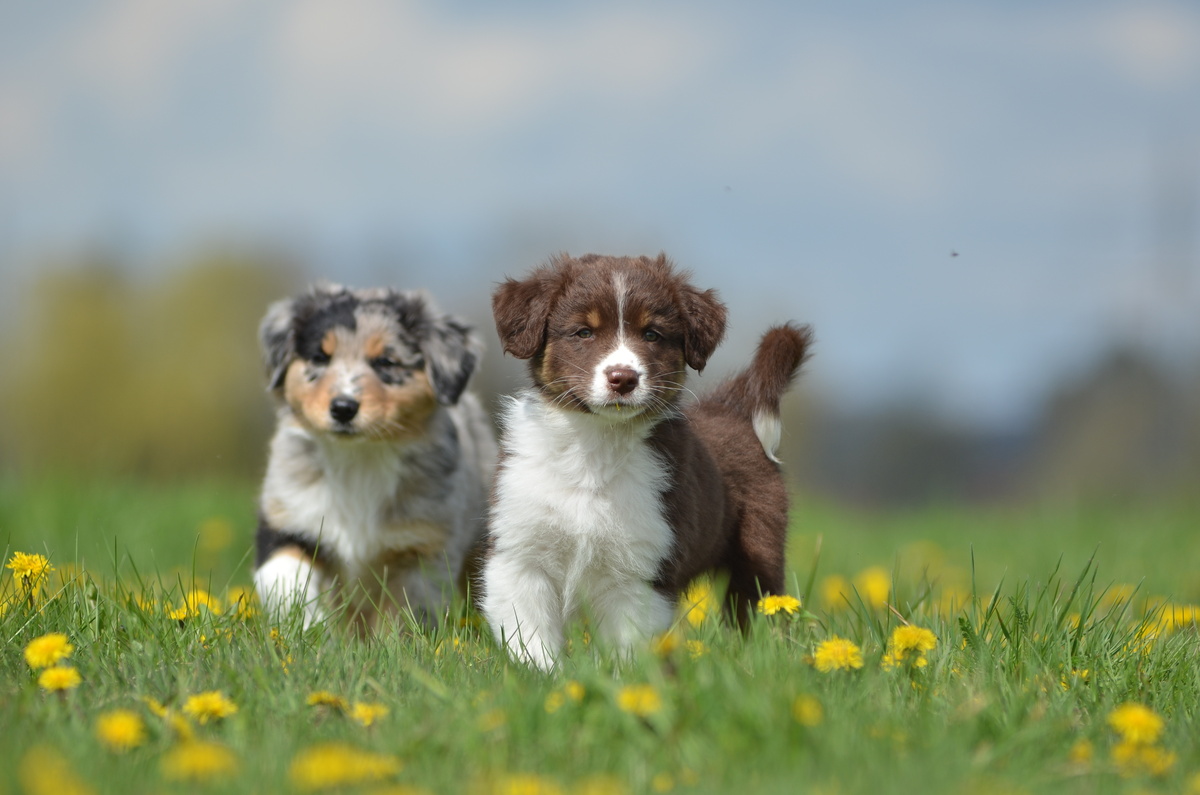 Dois cachorros filhotes caminhando na grama