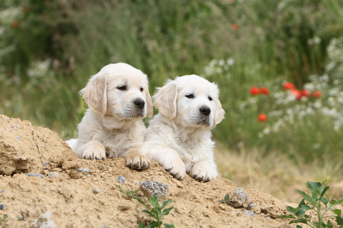 Dois filhotes de cachorro observando algo