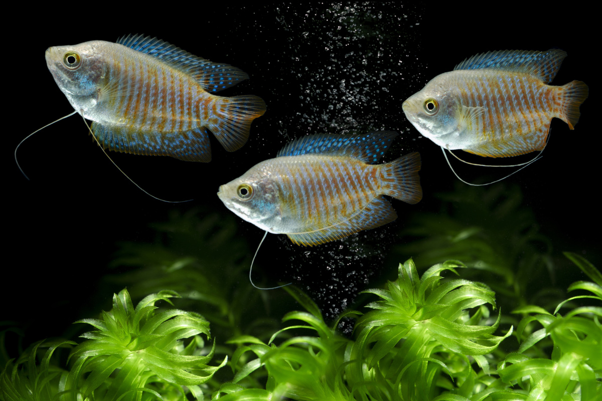 Três peixes colisa em um aquário