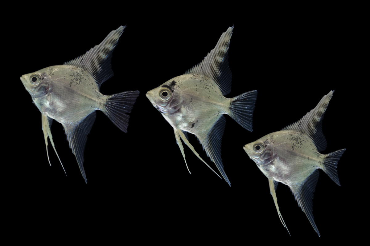 Três peixes acara bandeira angel diamond