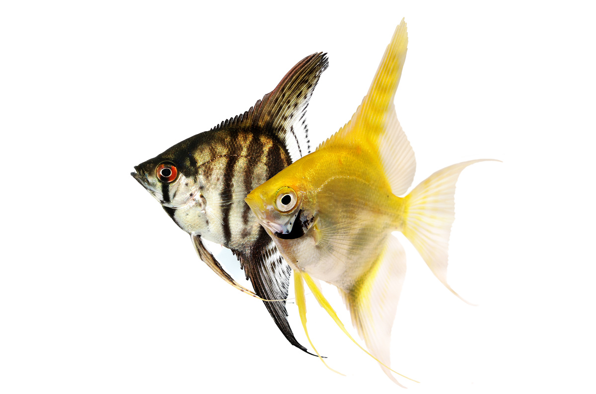 Dois peixes acara bandeira