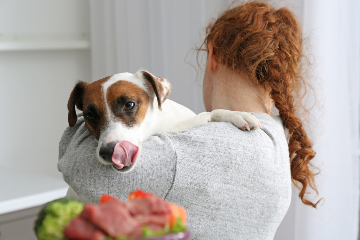 Cão em colo de dona olhando comida natural