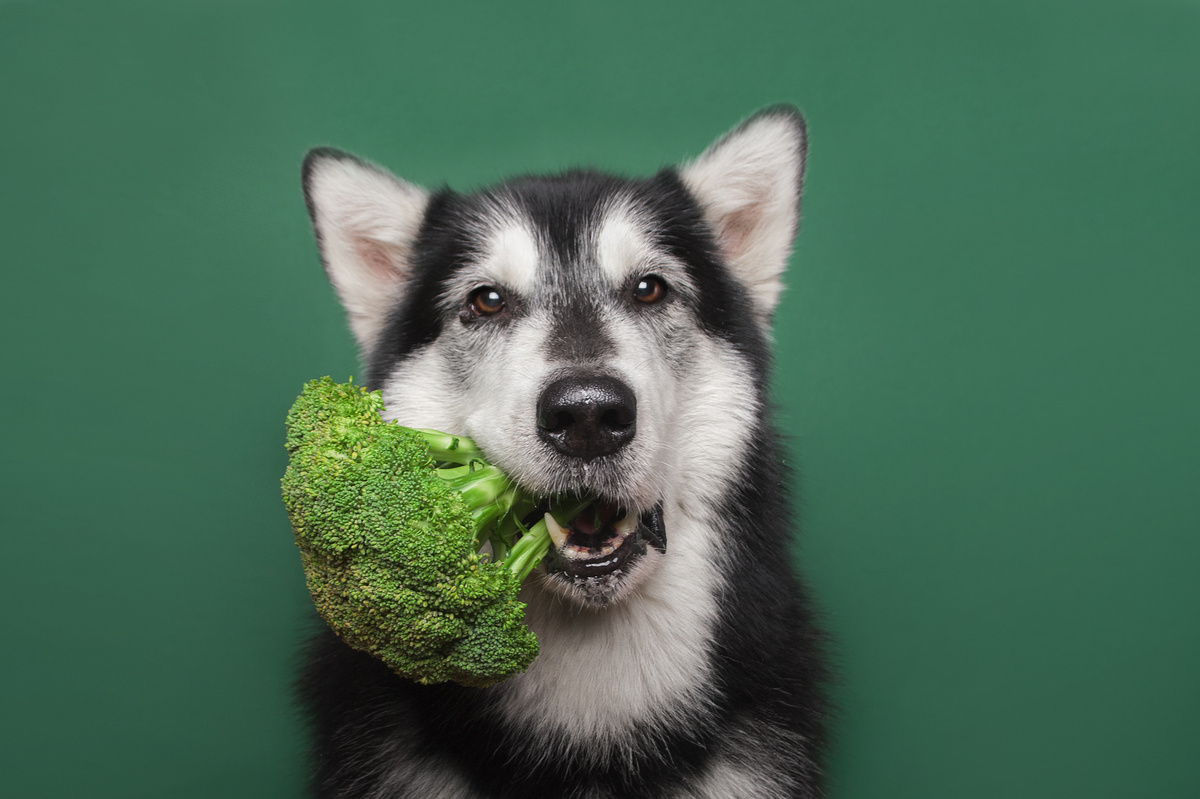 Cão com brócolis na boca