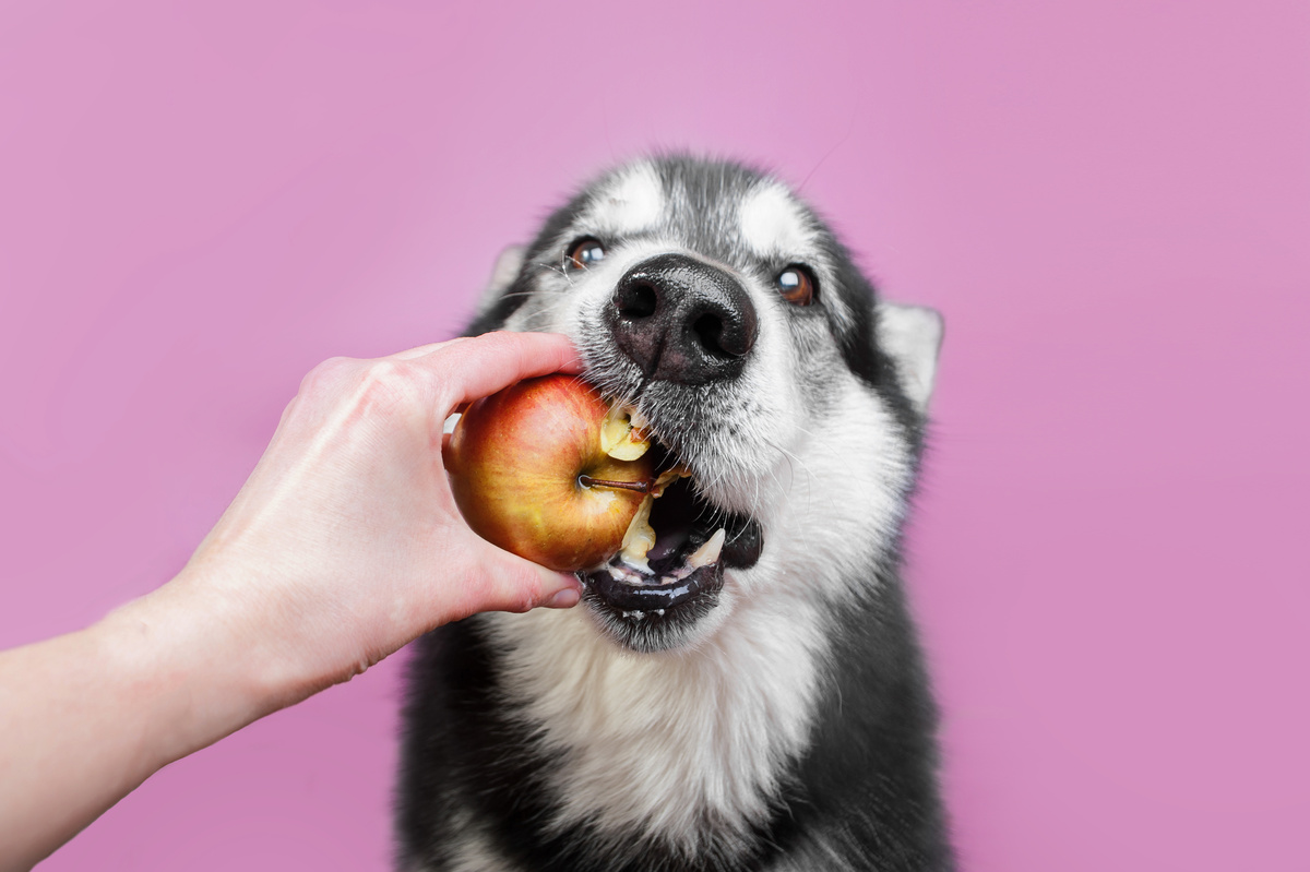 Mão dando maçã na boca de cão
