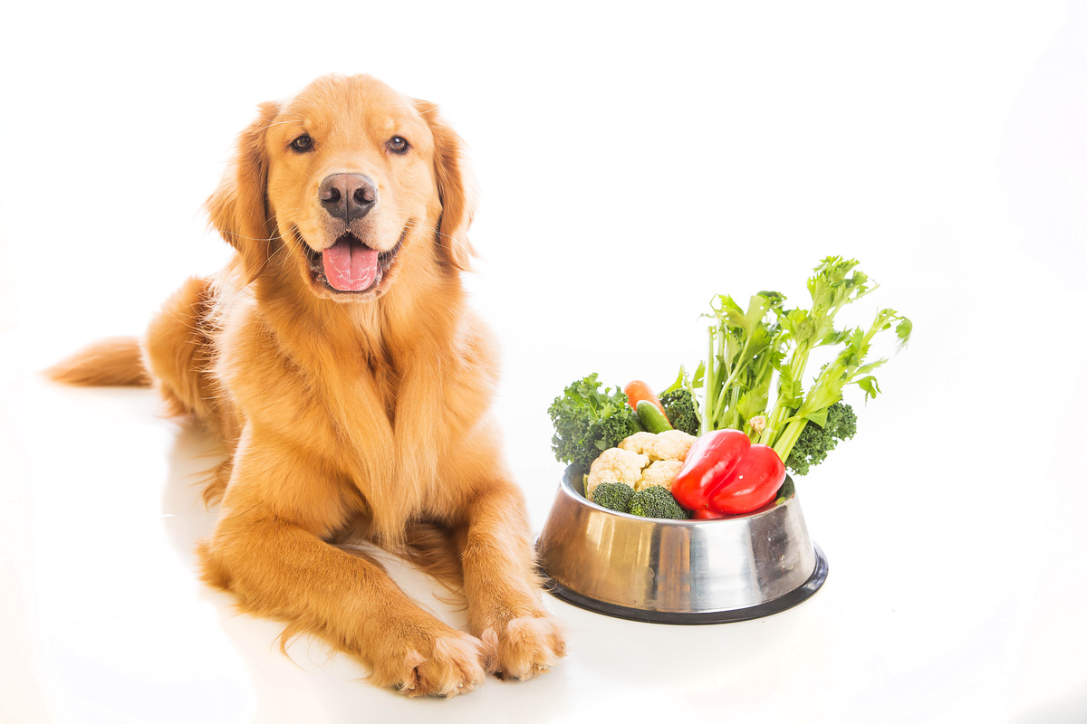 Cão com comida natural