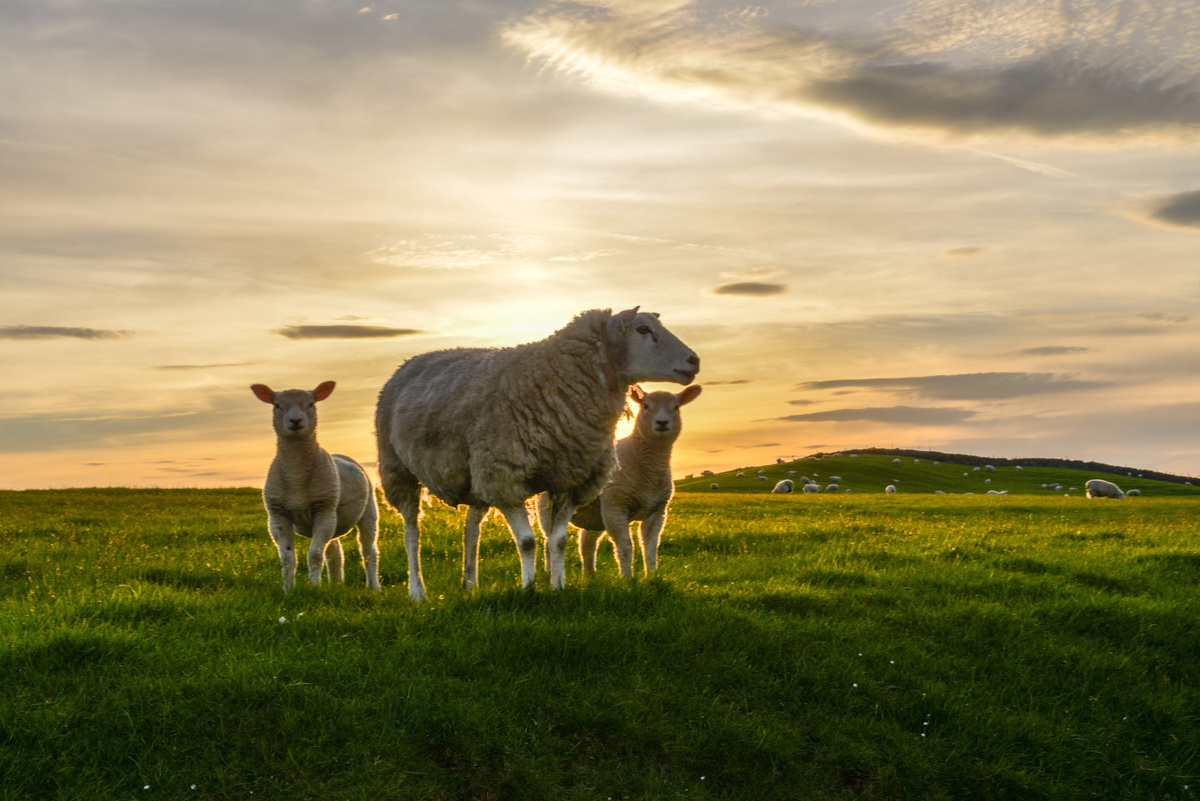 Ovelha e dois cordeiros sobre o campo