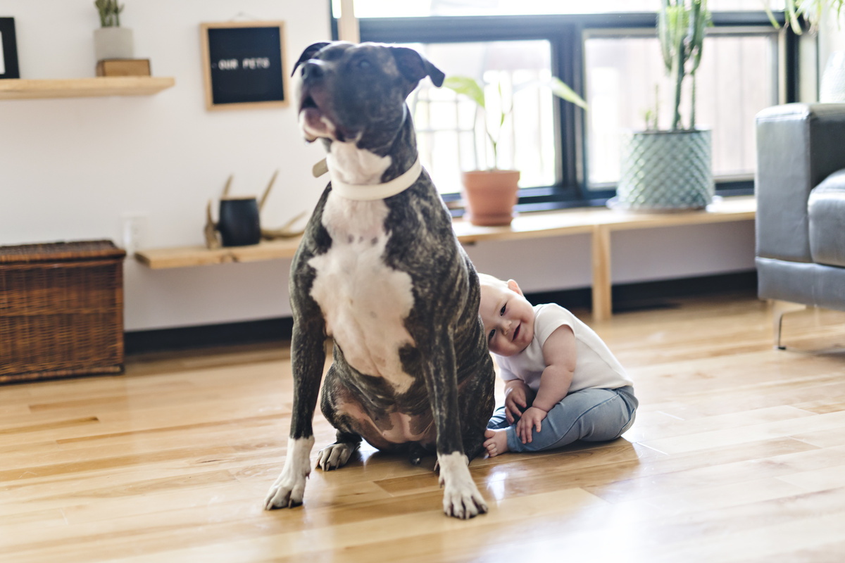 Cachorro grande e um bebê 