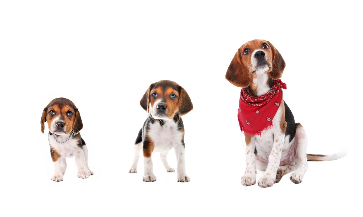 Três beagles em diferentes idades